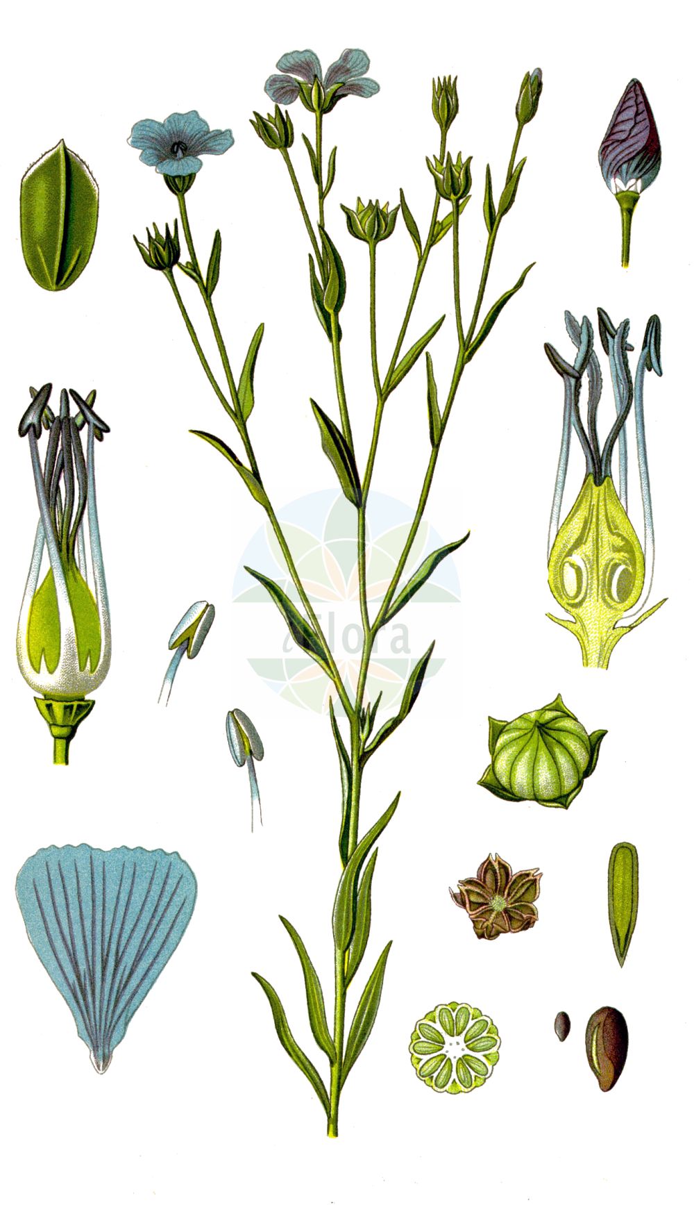 Linum usitatissimum - Linaceae,Plantae,Pteridobiotina,Angiosperms,Malpighiales,Linaceae,Linum,Linum usitatissimum,Linum angustifolium subsp. usitatissimum, Linum usitatissimum subsp. crepitans,Echter Lein;Saat-Lein;Gebauter Lein;Lein;Flachs;flax;european flax;common flax;lin cultivé;cultivated flax;linseed;Lin cultivé;lin commun;lin usuel;lino común;lino;Lino coltivato;lino comune;vlas;lijnzaad;linho;linho-comum;лён культурный;лён обыкновенный;keten;li;lli ver;pravi lan;lin;almindelig hør;len zwyczajny;navadni lan;házi len;len setý;ľan siaty;льон звичайний;льон низький;льон стрибунець;културни лен;peltopellava;pishtah tarbutit;פִּשְׁתָּה תַּרְבּוּתִית;yà má;亚麻