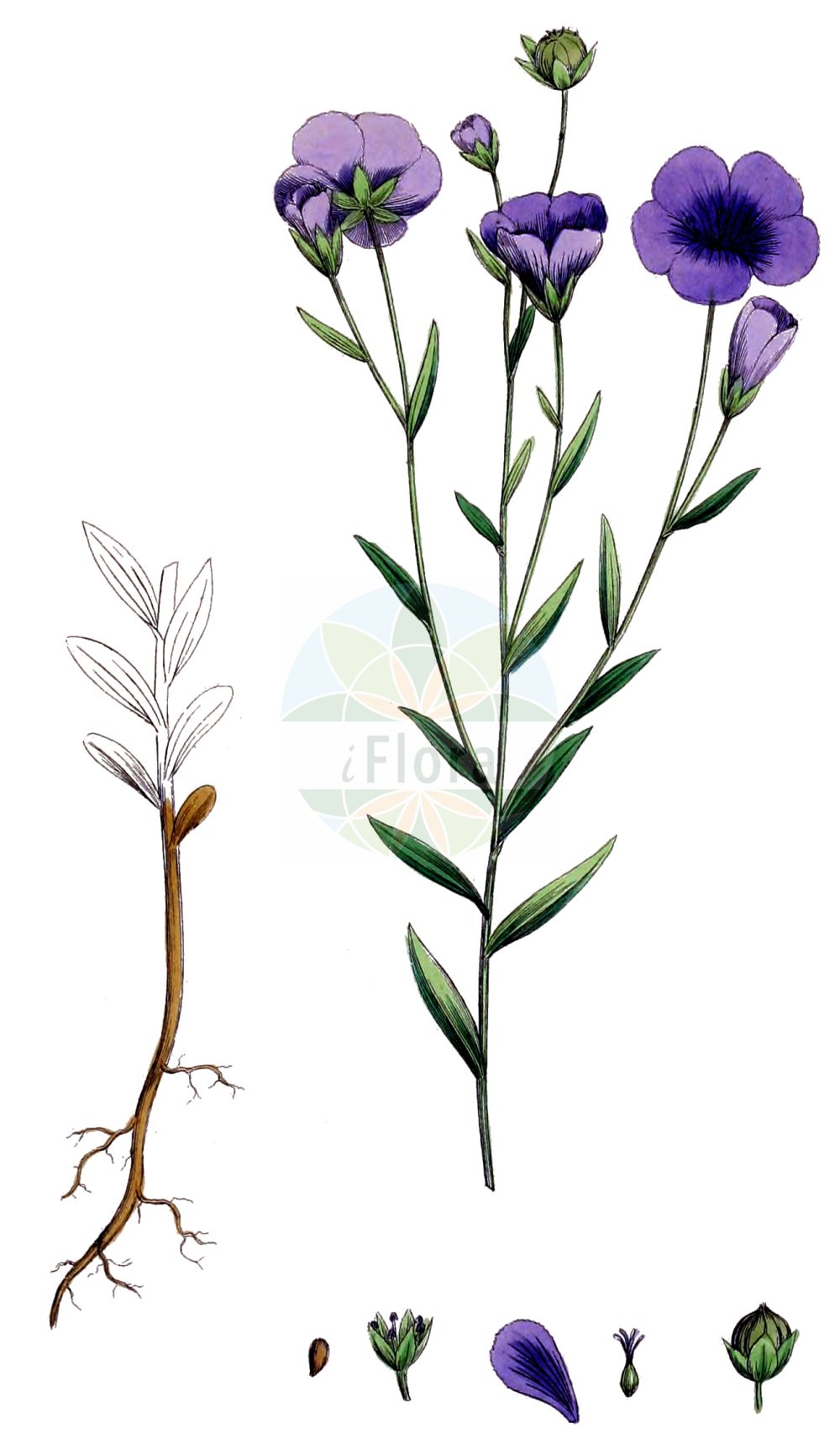 Linum usitatissimum - Linaceae,Plantae,Pteridobiotina,Angiosperms,Malpighiales,Linaceae,Linum,Linum usitatissimum,Linum angustifolium subsp. usitatissimum, Linum usitatissimum subsp. crepitans,Echter Lein;Saat-Lein;Gebauter Lein;Lein;Flachs;flax;european flax;common flax;lin cultivé;cultivated flax;linseed;Lin cultivé;lin commun;lin usuel;lino común;lino;Lino coltivato;lino comune;vlas;lijnzaad;linho;linho-comum;лён культурный;лён обыкновенный;keten;li;lli ver;pravi lan;lin;almindelig hør;len zwyczajny;navadni lan;házi len;len setý;ľan siaty;льон звичайний;льон низький;льон стрибунець;културни лен;peltopellava;pishtah tarbutit;פִּשְׁתָּה תַּרְבּוּתִית;yà má;亚麻