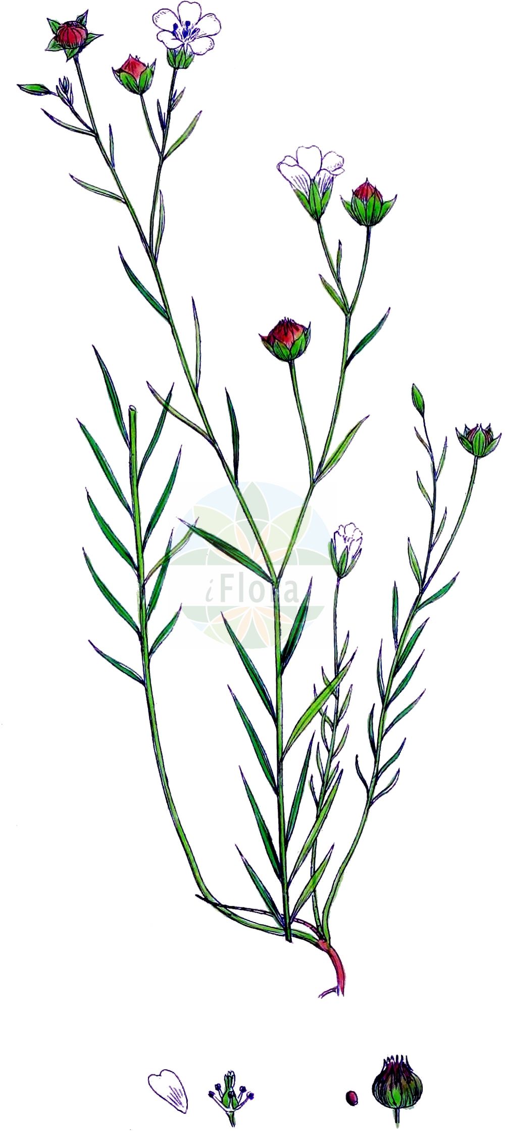 Linum bienne - Linaceae,Plantae,Pteridobiotina,Angiosperms,Malpighiales,Linaceae,Linum,Linum bienne,Adenolinum angustifolium, Cathartolinum agreste, Cathartolinum multicaule, Linum acuminatum, Linum affine, Linum agrestre, Linum ambiguum, Linum angustifolium, Linum angustifolium f. arenicola, Linum angustifolium f. clandestinum, Linum angustifolium prol. ambiguum, Linum angustifolium subvar. nanum, Linum angustifolium var. agreste, Linum angustifolium var. ambiguum, Linum angustifolium var. cribrosum, Linum angustifolium var. elatior, Linum angustifolium var. genuinum, Linum angustifolium var. imperforatum, Linum angustifolium var. siculum, Linum angustifolium var. submicranthum, Linum arvense, Linum bienne f. punctatum, Linum bienne var. nanum, Linum bienne var. papillosum, Linum bienne var. siculum, Linum cribrosum, Linum dehiscens, Linum dehiscens subsp. angustifolium, Linum hispanicum, Linum hispanicum f. cribrosum, Linum hispanicum f. imperforatum, Linum hispanicum var. ambiguum, Linum marginatum, Linum multicaule, Linum perenne var. pyrenaicum, Linum pyrenaicum, Linum siculum, Linum tenuifolium, Linum usitatissimum f. angustifolium, Linum usitatissimum subsp. angustifolium, Linum usitatissimum subsp. bienne, Linum usitatissimum subsp. hispanicum, Linum usitatissimum var. ambiguum, Linum usitatissimum var. angustifolium, Linum usitatissimum var. cribrosum, Linum usitatissimum var. imperforatum, Linum usitatissimum var. siculum, Linum viscosum var. brachiatum, Linum viscosum var. pyrenaicum,Zweijähriger Lein;Wild-Lein;pale flax;narrow-leaved flax;Lin bisannuel;lin à feuilles étroites;lino bravo;lino burdo;lino silvestre;Lino selvatico;smalbladig vlas;linho-bravo;linho-da-terra;linho-do-inverno;linho-galego;linho-morisco;linho-silvestre;лён двулетний;лён узколистный;deli keten;li;lli bord;lli de prat;uskolisni lan;dvoletni lan;льон вузьколистий;двугодишен лен;pishtah tzarat-'alim;פִּשְׁתָּה צָרַת-עָלִים