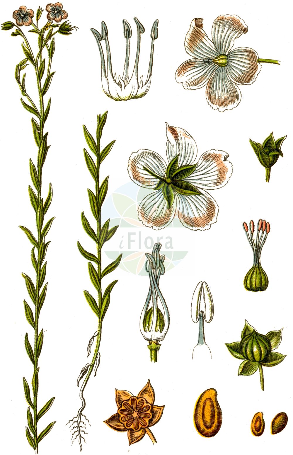 Linum usitatissimum - Linaceae,Plantae,Pteridobiotina,Angiosperms,Malpighiales,Linaceae,Linum,Linum usitatissimum,Linum angustifolium subsp. usitatissimum, Linum usitatissimum subsp. crepitans,Echter Lein;Saat-Lein;Gebauter Lein;Lein;Flachs;flax;european flax;common flax;lin cultivé;cultivated flax;linseed;Lin cultivé;lin commun;lin usuel;lino común;lino;Lino coltivato;lino comune;vlas;lijnzaad;linho;linho-comum;лён культурный;лён обыкновенный;keten;li;lli ver;pravi lan;lin;almindelig hør;len zwyczajny;navadni lan;házi len;len setý;ľan siaty;льон звичайний;льон низький;льон стрибунець;културни лен;peltopellava;pishtah tarbutit;פִּשְׁתָּה תַּרְבּוּתִית;yà má;亚麻