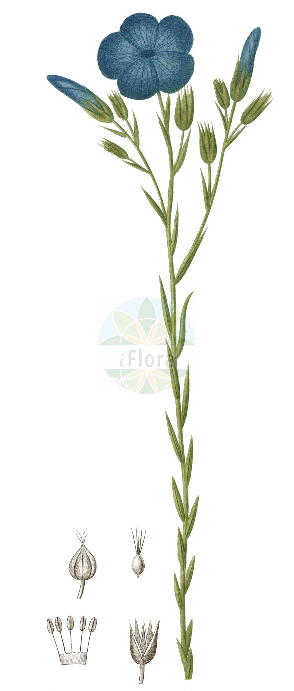 Linum narbonense - Linaceae,Plantae,Pteridobiotina,Angiosperms,Malpighiales,Linaceae,Linum,Linum narbonense,Narbonner Lein;Südfranzösischer Lein;Lin de Narbonne;lino azul;lino bravo;lino de Narbona;lino silvestre;Lino lesinino;лён нарбонский;lli de llistonar;lli de Narbona;lli de visc;llinet;maleïda blava;modri planinski lan;francoski lan