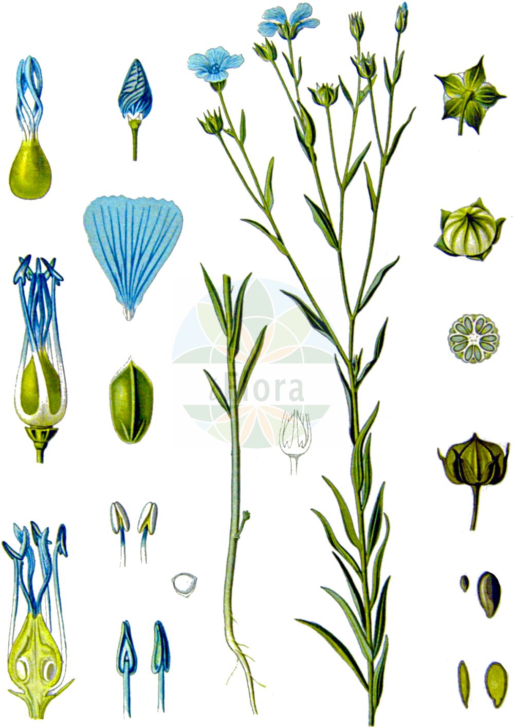 Linum usitatissimum - Linaceae,Plantae,Pteridobiotina,Angiosperms,Malpighiales,Linaceae,Linum,Linum usitatissimum,Linum angustifolium subsp. usitatissimum, Linum usitatissimum subsp. crepitans,Echter Lein;Saat-Lein;Gebauter Lein;Lein;Flachs;flax;european flax;common flax;lin cultivé;cultivated flax;linseed;Lin cultivé;lin commun;lin usuel;lino común;lino;Lino coltivato;lino comune;vlas;lijnzaad;linho;linho-comum;лён культурный;лён обыкновенный;keten;li;lli ver;pravi lan;lin;almindelig hør;len zwyczajny;navadni lan;házi len;len setý;ľan siaty;льон звичайний;льон низький;льон стрибунець;културни лен;peltopellava;pishtah tarbutit;פִּשְׁתָּה תַּרְבּוּתִית;yà má;亚麻