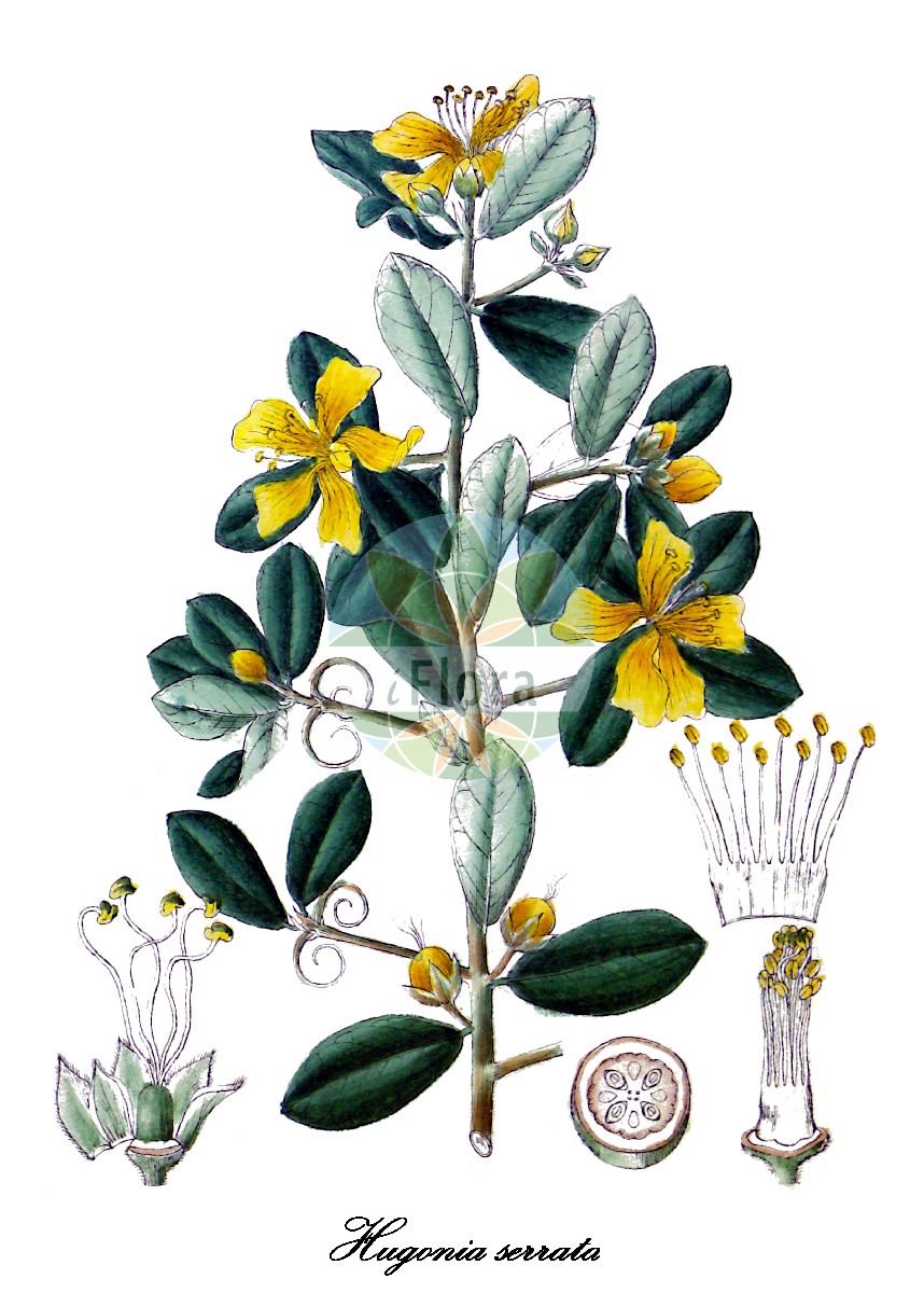 Hugonia serrata - Linaceae,Plantae,Pteridobiotina,Angiosperms,Malpighiales,Linaceae,Hugonia,Hugonia serrata