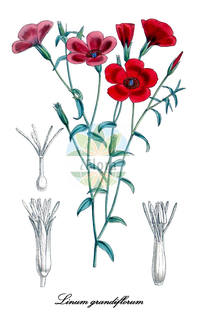 Linum grandiflorum - Linaceae,Plantae,Pteridobiotina,Angiosperms,Malpighiales,Linaceae,Linum,Linum grandiflorum,Adenolinum grandiflorum, Linum grandiflorum var. purpureum,Großblütiger Lein;crimson flax;flowering flax;red flax;scarlet flax;lin à grandes fleurs;grootbloemig vlas;лён крупноцветковый;blomsterlin;benibana-ama;ベニバナアマ;льон великоквітковий;punapellava