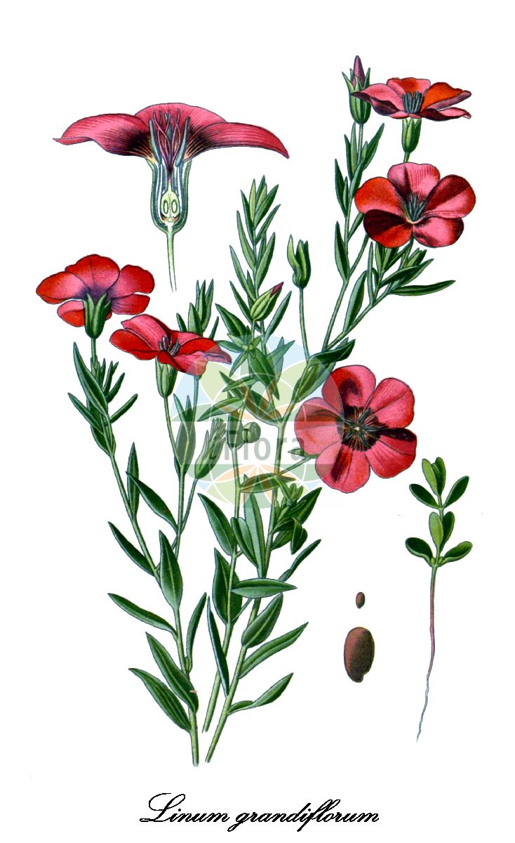 Linum grandiflorum - Linaceae,Plantae,Pteridobiotina,Angiosperms,Malpighiales,Linaceae,Linum,Linum grandiflorum,Adenolinum grandiflorum, Linum grandiflorum var. purpureum,Großblütiger Lein;crimson flax;flowering flax;red flax;scarlet flax;lin à grandes fleurs;grootbloemig vlas;лён крупноцветковый;blomsterlin;benibana-ama;ベニバナアマ;льон великоквітковий;punapellava