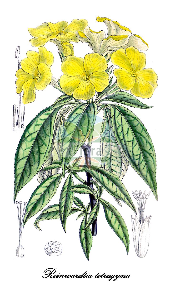 Reinwardtia cicanoba - Linaceae,Plantae,Pteridobiotina,Angiosperms,Malpighiales,Linaceae,Reinwardtia,Reinwardtia cicanoba,Linum cicanobum, Linum tetragynum, Numisaureum acuminatum, Reinwardtia tetragyna