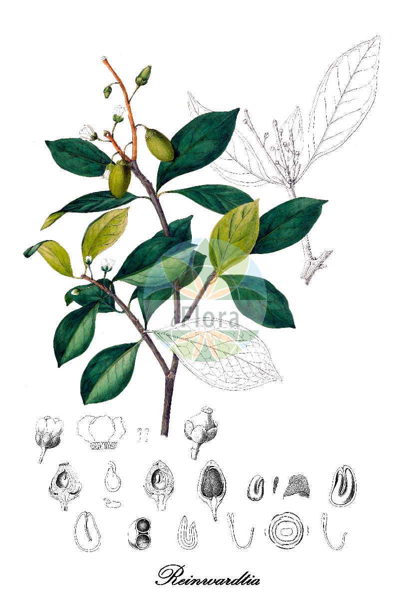 Reinwardtia - Linaceae,Plantae,Pteridobiotina,Angiosperms,Malpighiales,Linaceae,Reinwardtia,Kittelocharis, Macrolinum,Gelber Flachs