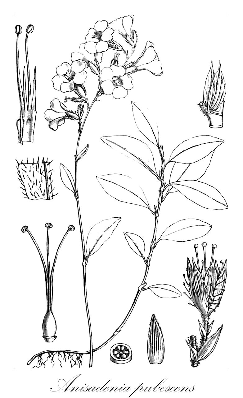 Anisadenia pubescens - Linaceae,Plantae,Pteridobiotina,Angiosperms,Malpighiales,Linaceae,Anisadenia,Anisadenia pubescens,Plumbago esquirolii