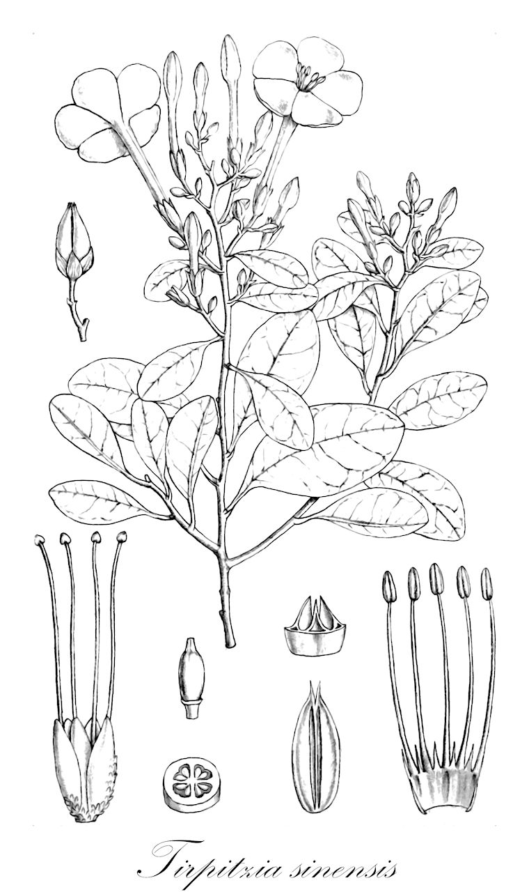 Tirpitzia sinensis - Linaceae,Plantae,Pteridobiotina,Angiosperms,Malpighiales,Linaceae,Tirpitzia,Tirpitzia sinensis,Reinwardtia sinensis, Tirpitzia candida