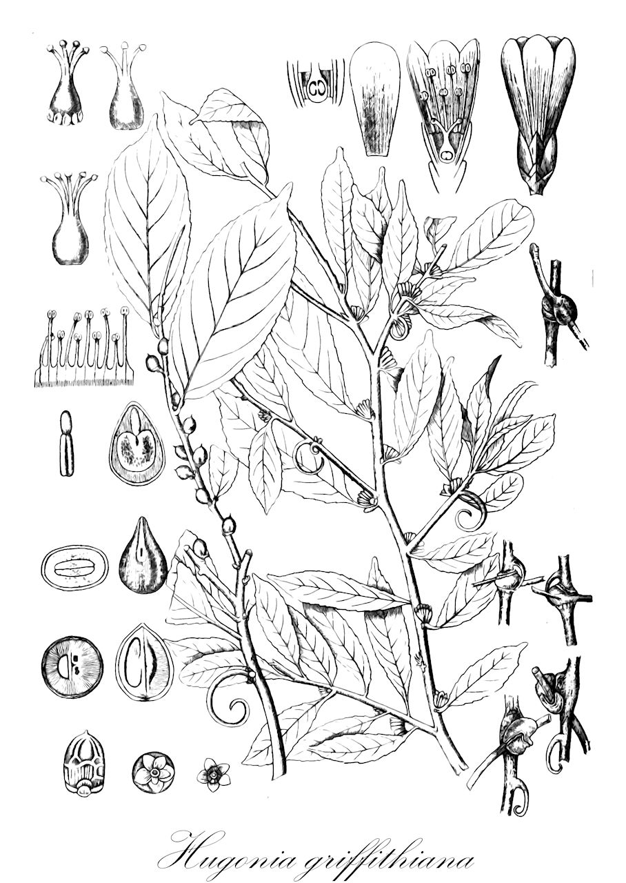 Hugonia griffithiana - Linaceae,Plantae,Pteridobiotina,Angiosperms,Malpighiales,Linaceae,Hugonia,Hugonia griffithiana,Hugonia sumatrana, Indorouchera griffithiana, Roucheria griffithiana