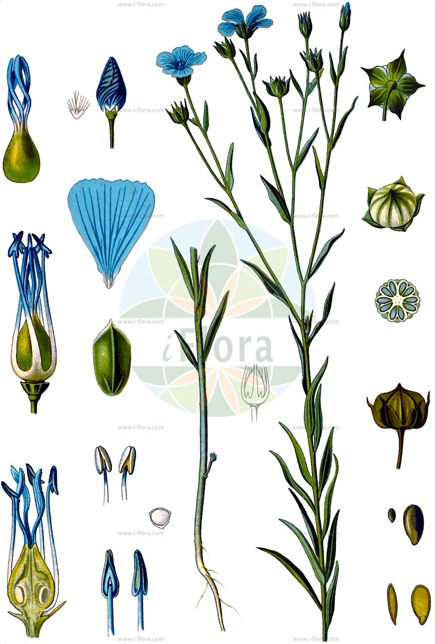 Linum usitatissimum - Linaceae,Plantae,Pteridobiotina,Angiosperms,Malpighiales,Linaceae,Linum,Linum usitatissimum,Linum angustifolium subsp. usitatissimum, Linum usitatissimum subsp. crepitans,Echter Lein;Saat-Lein;Gebauter Lein;Lein;Flachs;flax;european flax;common flax;lin cultivé;cultivated flax;linseed;Lin cultivé;lin commun;lin usuel;lino común;lino;Lino coltivato;lino comune;vlas;lijnzaad;linho;linho-comum;лён культурный;лён обыкновенный;keten;li;lli ver;pravi lan;lin;almindelig hør;len zwyczajny;navadni lan;házi len;len setý;ľan siaty;льон звичайний;льон низький;льон стрибунець;културни лен;peltopellava;pishtah tarbutit;פִּשְׁתָּה תַּרְבּוּתִית;yà má;亚麻