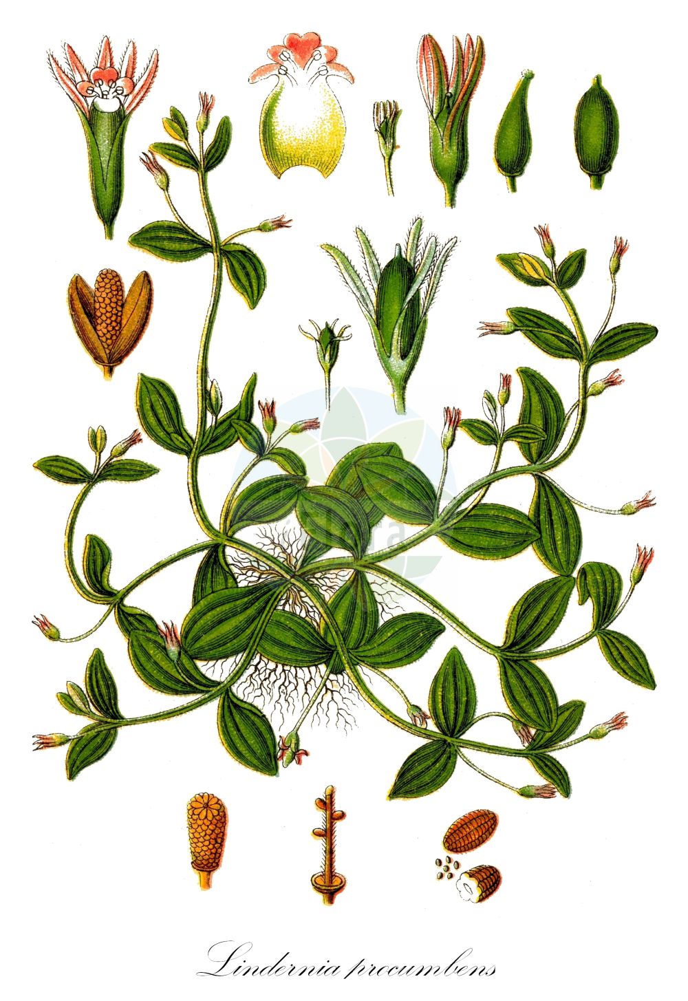 Lindernia procumbens - Linderniaceae,Plantae,Pteridobiotina,Angiosperms,Lamiales,Linderniaceae,Lindernia,Lindernia procumbens,Anagalloides procumbens, Bonnaya integrifolia, Gratiola inundata, Gratiola ocymifolia, Ilyogeton nervosum, Ilysanthes gratioloides, Lindernia erecta, Lindernia gratioloides, Lindernia inaperta, Lindernia kitaibelii, Lindernia nervosa, Lindernia palustris, Lindernia pyxidaria, Lindernia pyxidaria var. grandiflora, Pyxidaria nervosa, Pyxidaria procumbens, Pyxidaria procumbens f. erecta, Tittmannia erecta, Torenia erecta, Torenia quinquenervis, Torenia trichotoma, Vandellia erecta, Vandellia nervosa, Vandellia pyxidaria, Vriesea nervosa,Gewöhnliches Büchsenkraut;Liegendes Büchsenkraut;prostrate false-pimpernel;common false pimpernel;Lindernie couchée;lindernie pyxidaire;Vandellia palustre;lindernia comune;lindernia sdraiata;liggende lindernia;линдерния распростёртая;линдерния лежачая;линдерния стаканчатая;kutuotu;trožilni ljubor;lindernia mułowa;azena;アゼナ;polegla lindernija;heverő iszapfű;iszapfű;puštička pouzdernatá;lindernia puzdierkatá;lindernia rozprestretá;ліндернія простерта;делвоцветно линдерна;нежна линдерния;mò shàng cài;陌上菜