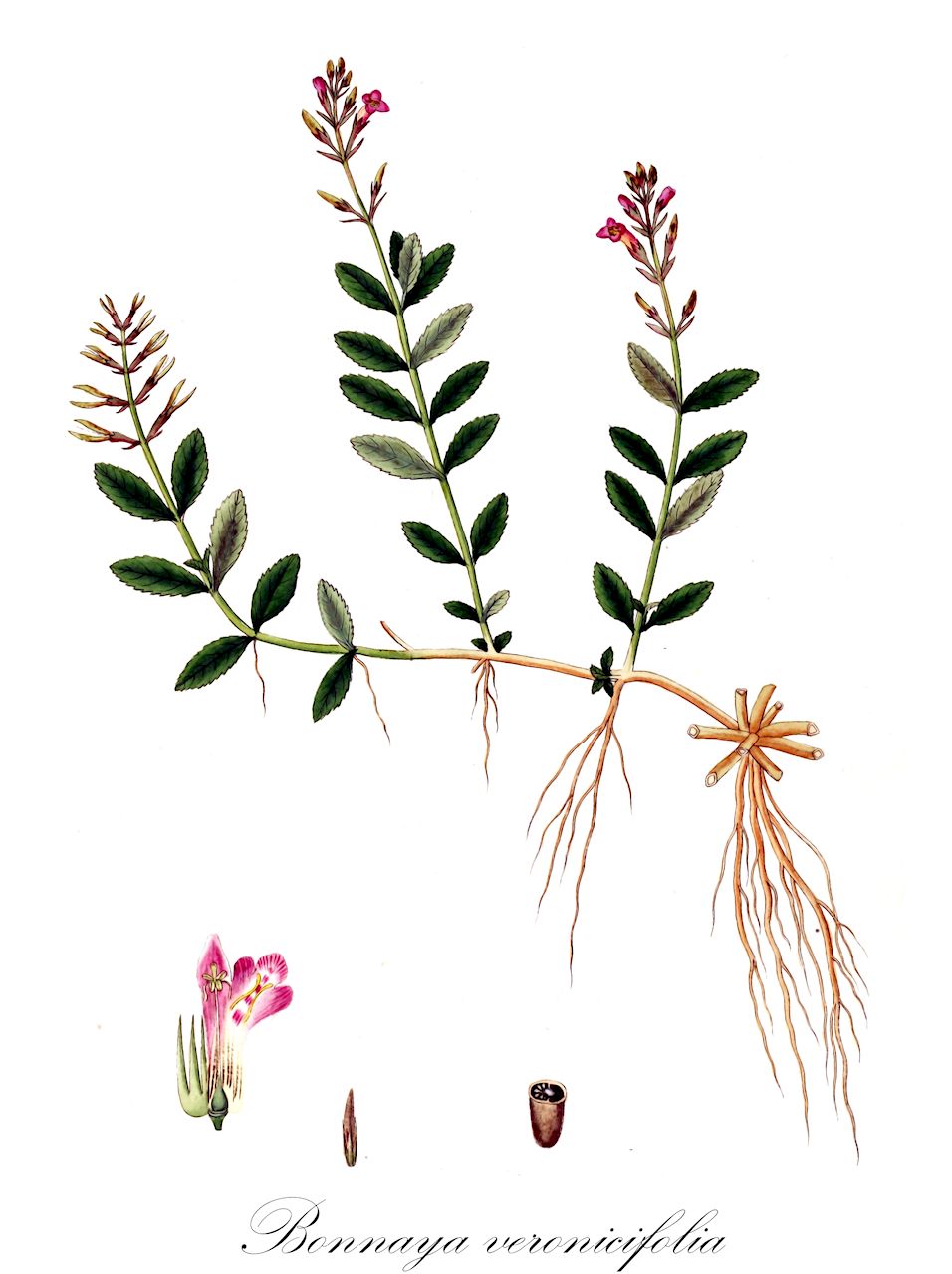Bonnaya veronicifolia - Linderniaceae,Plantae,Pteridobiotina,Angiosperms,Lamiales,Linderniaceae,Bonnaya,Bonnaya veronicifolia,Bonnaya ciliata subsp. sivarajanii, Bonnaya marginata, Gratiola marginata, Gratiola veronicifolia, Ilysanthes veronicifolia, Lindernia ciliata subsp. sivarajanii, Lindernia veronicifolia, Vandellia veronicifolia