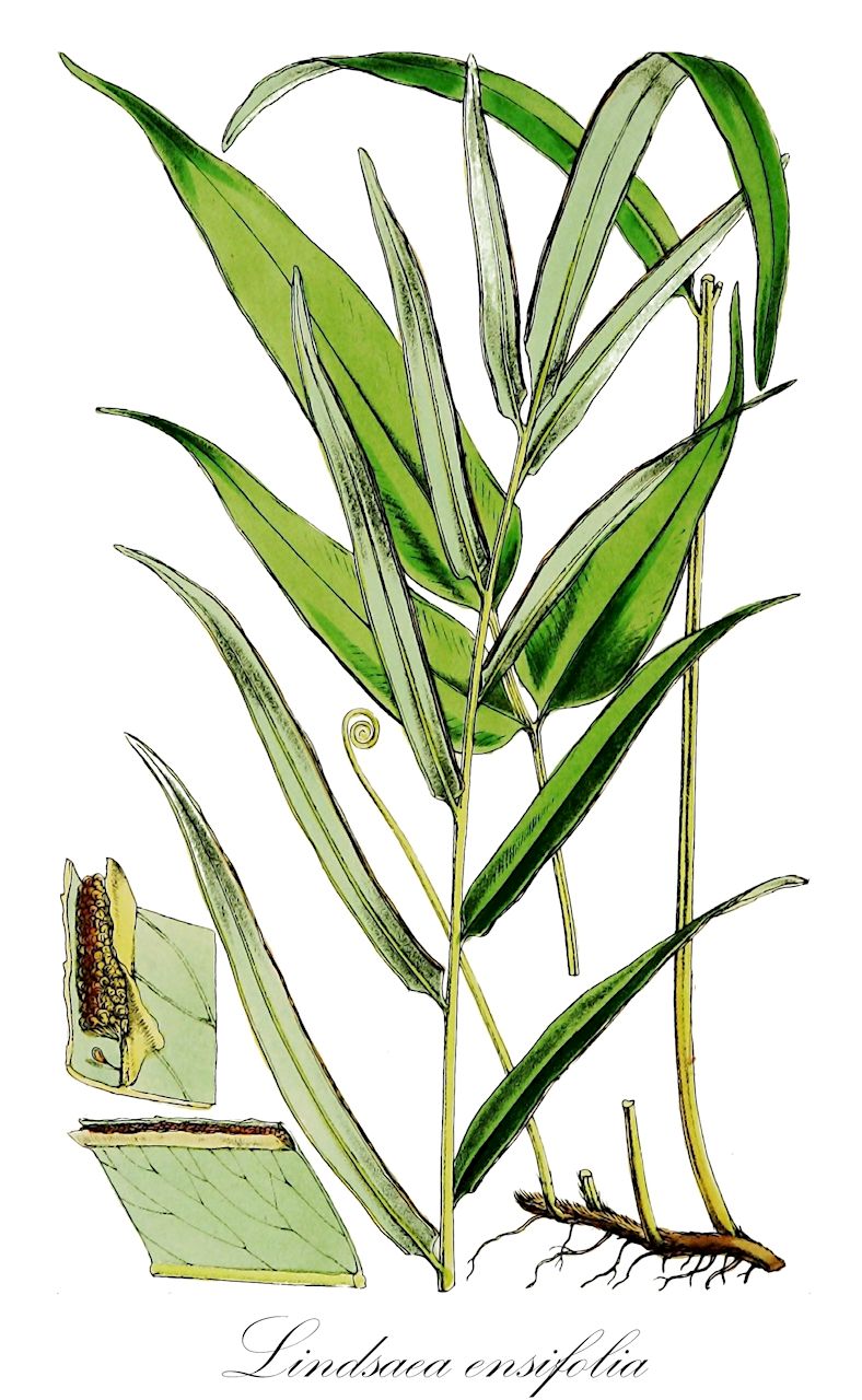 Lindsaea ensifolia - Lindsaeaceae,Plantae,Pteridobiotina,Polypodiophyta,Polypodiopsida,Polypodiidae,Polypodiales,Lindsaeaceae,Lindsaea,Lindsaea ensifolia,Adiantum ensifolium, Schizolegnia ensifolia, Schizoloma ensifolium