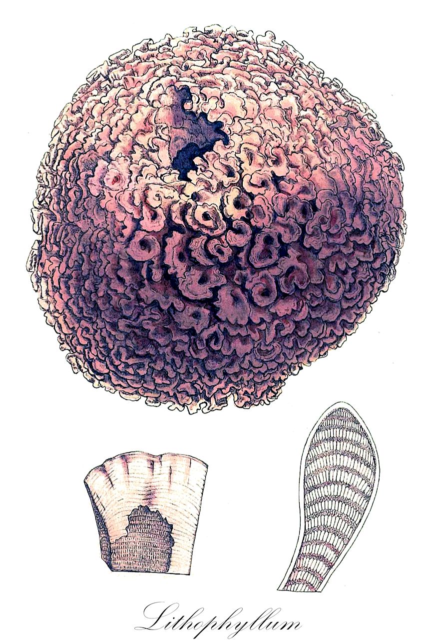 Lithophyllum - Rhodophyta,Biota,Plantae,Rhodophyta,Eurhodophytina,Florideophyceae,Corallinales,Lithophyllaceae,Lithophyllum,Crodelia, Hyperantherella, Perispermon, Stichospora