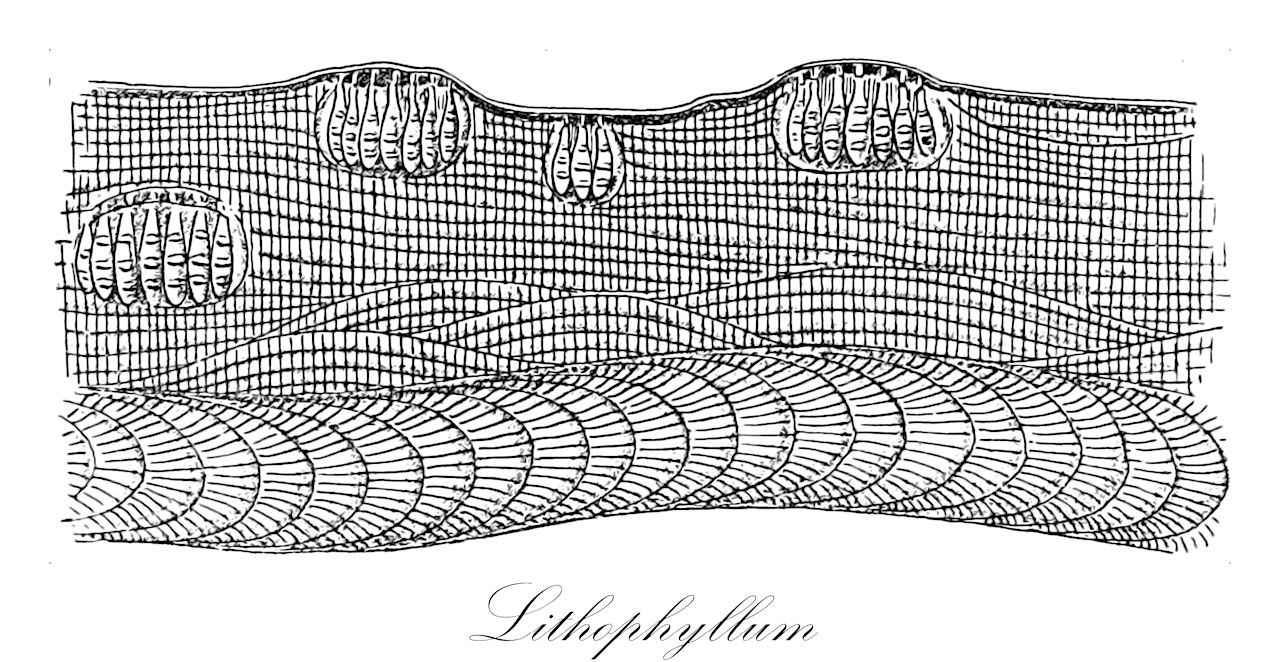 Lithophyllum - Lithophyllaceae,Biota,Plantae,Rhodophyta,Eurhodophytina,Florideophyceae,Corallinales,Lithophyllaceae,Lithophyllum,Crodelia, Hyperantherella, Perispermon, Stichospora