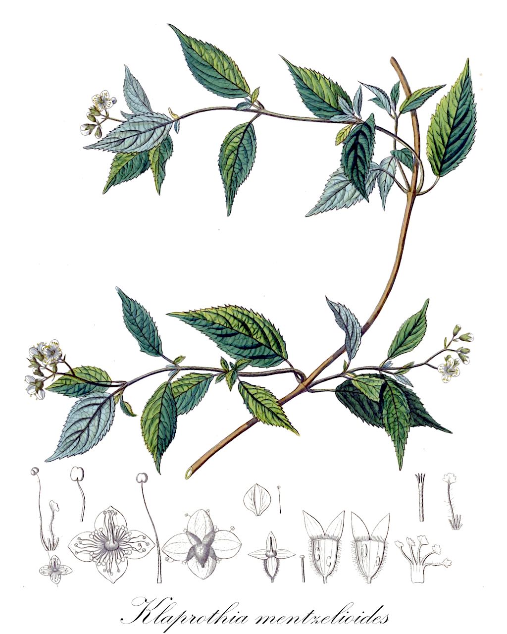 Klaprothia mentzelioides - Loasaceae,Plantae,Pteridobiotina,Angiosperms,Cornales,Loasaceae,Klaprothia,Klaprothia mentzelioides,Guapurium herbaceum