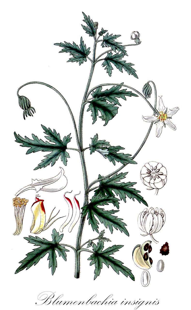 Blumenbachia insignis - Loasaceae,Plantae,Pteridobiotina,Angiosperms,Cornales,Loasaceae,Blumenbachia,Blumenbachia insignis,Blumenbachia multifida, Blumenbachia palmata, Blumenbachia parviflora, Loasa muralis, Loasa palmata, Loasa patula, Saloa insignis,Schöngezeichnete Blumenbachie