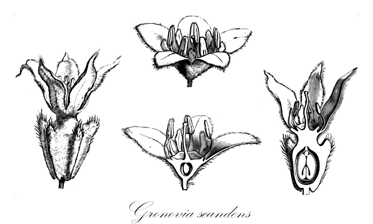 Gronovia scandens - Loasaceae,Plantae,Pteridobiotina,Angiosperms,Cornales,Loasaceae,Gronovia,Gronovia scandens,Gronovia humboldtiana, Gronovia jacquiniana