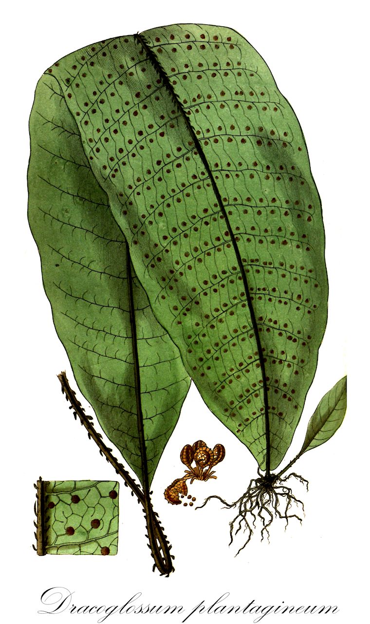 Dracoglossum plantagineum - Lomariopsidaceae,Plantae,Pteridobiotina,Polypodiophyta,Polypodiopsida,Polypodiidae,Polypodiales,Lomariopsidaceae,Dracoglossum,Dracoglossum plantagineum,Bathmium plantagineum, Bathmium plantagineum var. serratum, Drynaria plantaginea, Dryomenis plantaginea, Dryopteris plantaginea, Phymatodes plantaginea, Pleopeltis plantaginea, Podopeltis plantaginea, Polypodium latifolium, Polypodium plantagineum, Tectaria plantaginea, Tectaria plantaginea var. confluens, Tectaria plantaginea var. plantaginea