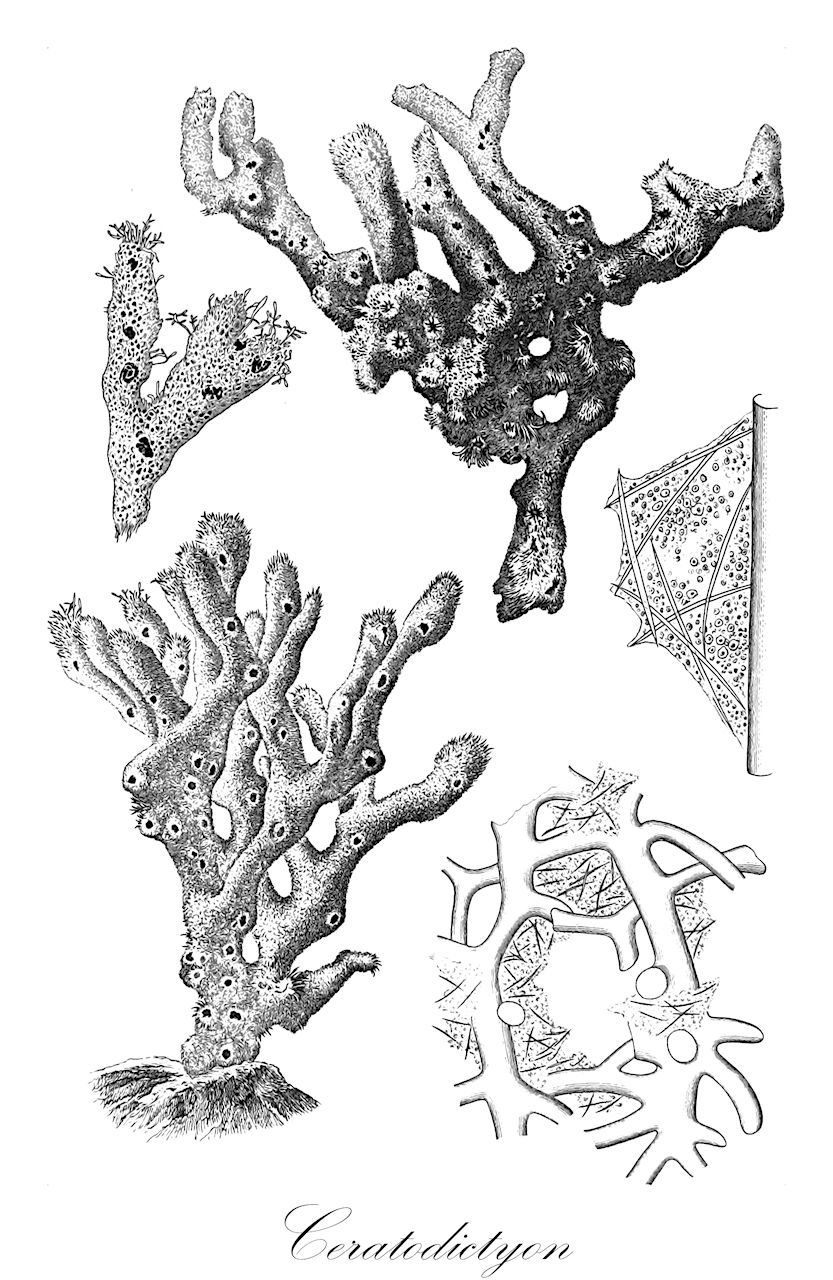 Ceratodictyon - Rhodophyta,Biota,Plantae,Rhodophyta,Eurhodophytina,Florideophyceae,Rhodymeniales,Lomentariaceae,Ceratodictyon,Gelidiopsis