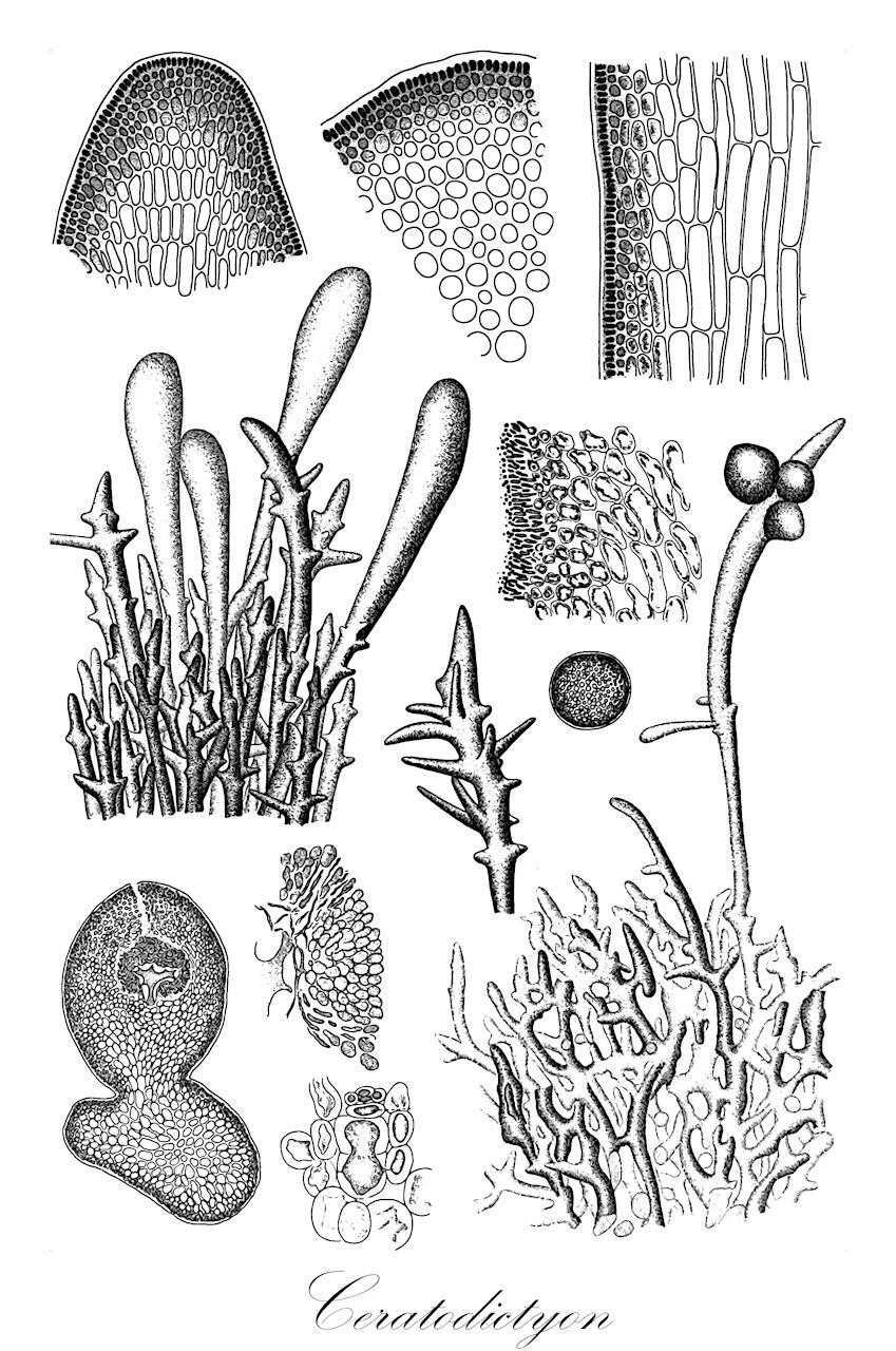 Ceratodictyon - Lomentariaceae,Biota,Plantae,Rhodophyta,Eurhodophytina,Florideophyceae,Rhodymeniales,Lomentariaceae,Ceratodictyon,Gelidiopsis