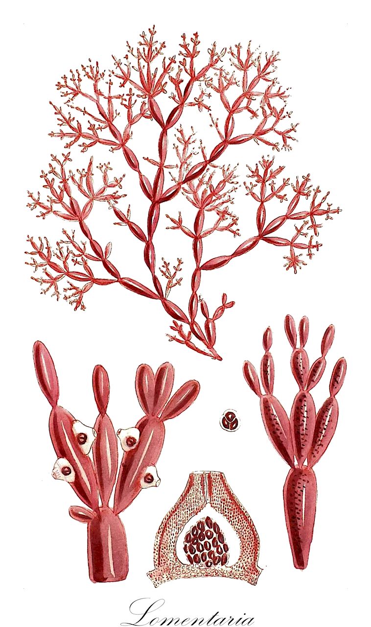 Lomentaria - Rhodophyta,Biota,Plantae,Rhodophyta,Eurhodophytina,Florideophyceae,Rhodymeniales,Lomentariaceae,Lomentaria,Chondothamnion, Chondrothamnion, Hooperia