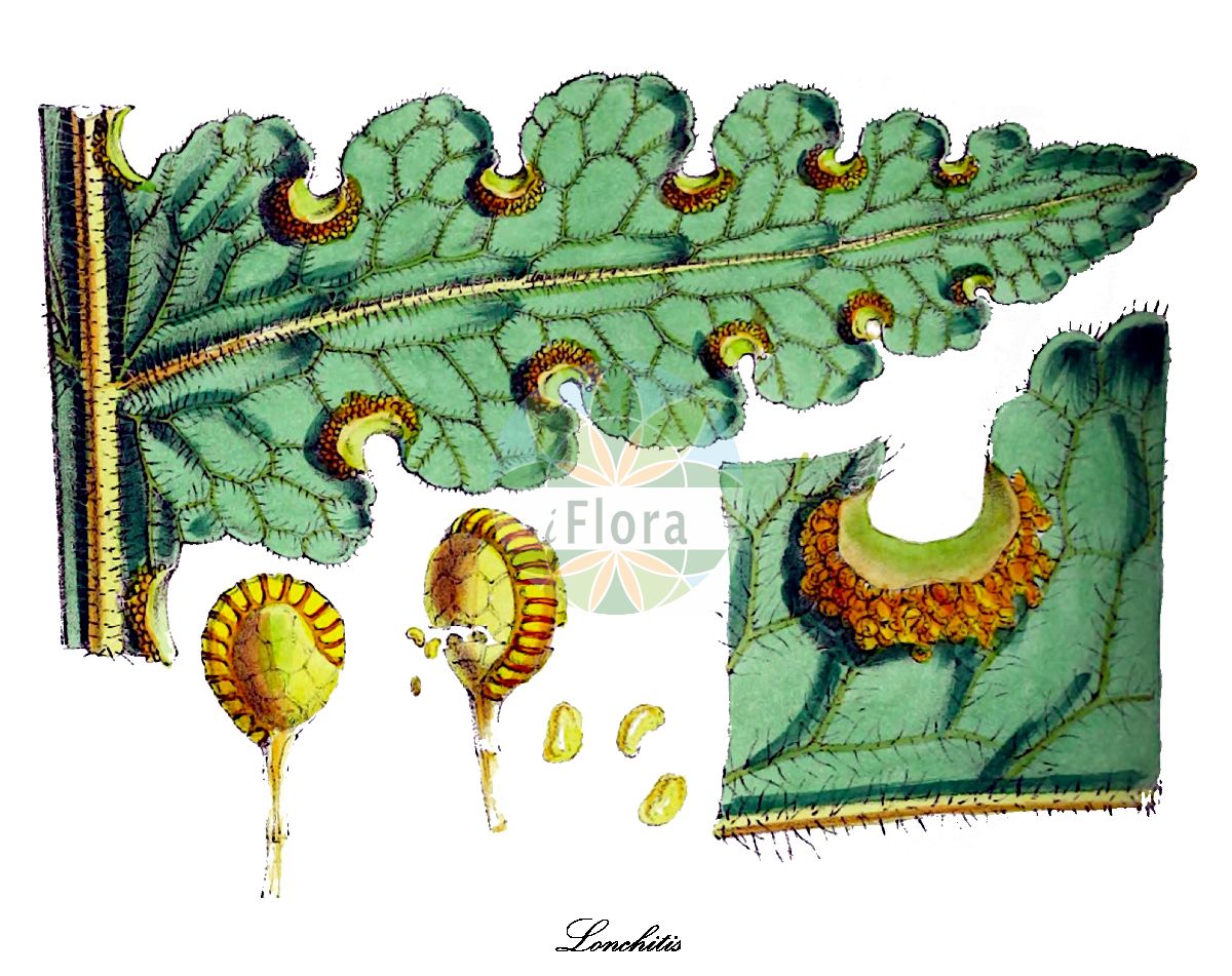 Lonchitis - Lonchitidaceae,Plantae,Pteridobiotina,Polypodiophyta,Polypodiopsida,Polypodiidae,Polypodiales,Lonchitidaceae,Lonchitis,Anisosorus, Antiosorus