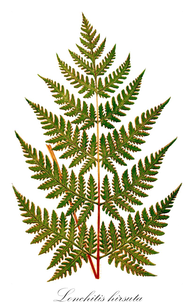 Lonchitis hirsuta - Lonchitidaceae,Plantae,Pteridobiotina,Polypodiophyta,Polypodiopsida,Polypodiidae,Polypodiales,Lonchitidaceae,Lonchitis,Lonchitis hirsuta,Anisosorus hirsutus, Antiosorus hirsutus, Litobrochia hirsuta, Lonchitis zahlbruckneri, Pteris ghiesbreghtii, Pteris laciniata, Pteris lonchitoides