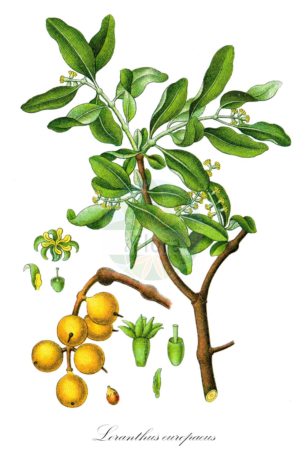 Historische Abbildung von Loranthus europaeus (Eichenmistel - European Yellow Mistletoe). ---- Historical Drawing of Loranthus europaeus (Eichenmistel - European Yellow Mistletoe).(Loranthus europaeus,Eichenmistel,European Yellow Mistletoe,Loranthus europaeus,Eichenmistel,Riemenmistel,European Yellow Mistletoe,European Loranth,Yellow-berried Mistletoe,Summer Mistletoe,Loranthus,Riemenblume,Loranth,Loranthaceae,Riemenblumengewächse,Loranth family,Sturm (1796f))