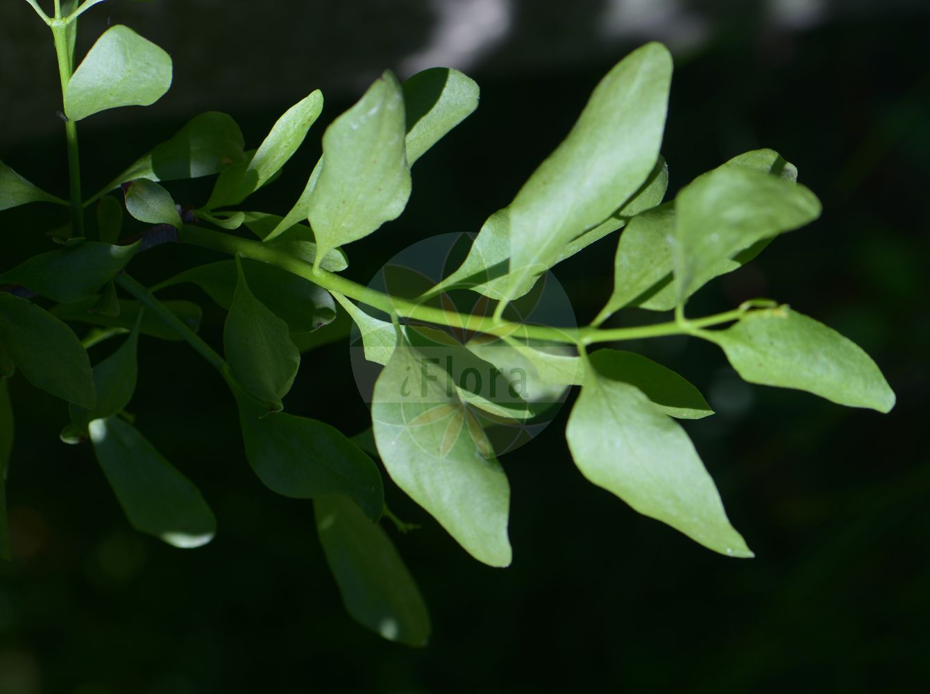 Foto von Loranthus europaeus (Eichenmistel - European Yellow Mistletoe). Das Foto wurde in Leipzig, Sachsen, Deutschland aufgenommen. ---- Photo of Loranthus europaeus (Eichenmistel - European Yellow Mistletoe). The picture was taken in Leipzig, Sachsen, Germany.(Loranthus europaeus,Eichenmistel,European Yellow Mistletoe,Loranthus europaeus,Eichenmistel,Riemenmistel,European Yellow Mistletoe,European Loranth,Yellow-berried Mistletoe,Summer Mistletoe,Loranthus,Riemenblume,Loranth,Loranthaceae,Riemenblumengewächse,Loranth family)