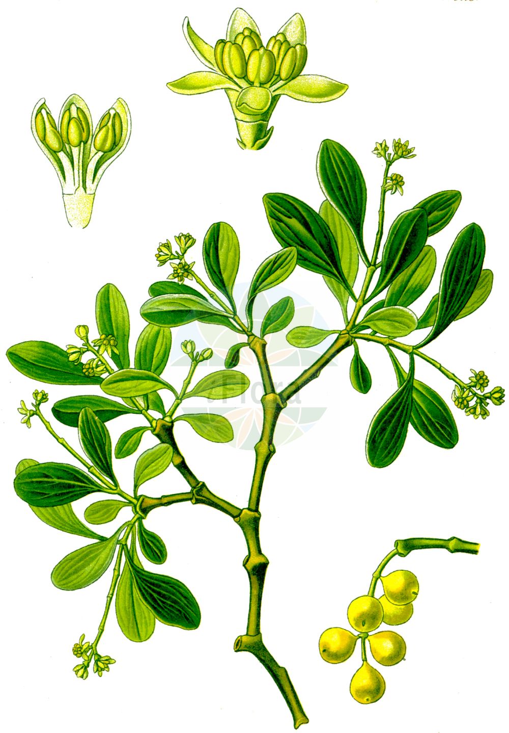 Historische Abbildung von Loranthus europaeus (Eichenmistel - European Yellow Mistletoe). Das Bild zeigt Blatt, Bluete, Frucht und Same. ---- Historical Drawing of Loranthus europaeus (Eichenmistel - European Yellow Mistletoe). The image is showing leaf, flower, fruit and seed.(Loranthus europaeus,Eichenmistel,European Yellow Mistletoe,Loranthus europaeus,Eichenmistel,Riemenmistel,European Yellow Mistletoe,European Loranth,Yellow-berried Mistletoe,Summer Mistletoe,Loranthus,Riemenblume,Loranth,Loranthaceae,Riemenblumengewächse,Loranth family,Blatt,Bluete,Frucht,Same,leaf,flower,fruit,seed,Thomé (1885))