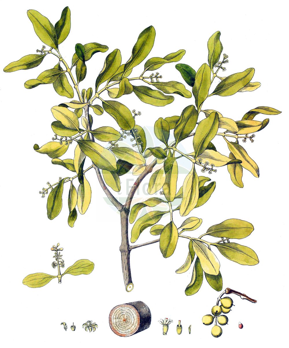Historische Abbildung von Loranthus europaeus (Eichenmistel - European Yellow Mistletoe). Das Bild zeigt Blatt, Bluete, Frucht und Same. ---- Historical Drawing of Loranthus europaeus (Eichenmistel - European Yellow Mistletoe). The image is showing leaf, flower, fruit and seed.(Loranthus europaeus,Eichenmistel,European Yellow Mistletoe,Loranthus europaeus,Eichenmistel,Riemenmistel,European Yellow Mistletoe,European Loranth,Yellow-berried Mistletoe,Summer Mistletoe,Loranthus,Riemenblume,Loranth,Loranthaceae,Riemenblumengewächse,Loranth family,Blatt,Bluete,Frucht,Same,leaf,flower,fruit,seed)