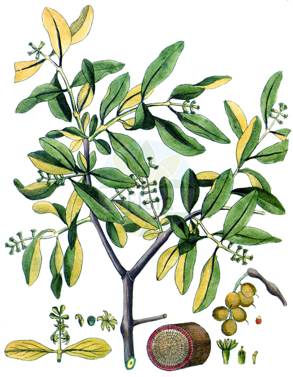 Historische Abbildung von Loranthus europaeus (Eichenmistel - European Yellow Mistletoe). Das Bild zeigt Blatt, Bluete, Frucht und Same. ---- Historical Drawing of Loranthus europaeus (Eichenmistel - European Yellow Mistletoe). The image is showing leaf, flower, fruit and seed.(Loranthus europaeus,Eichenmistel,European Yellow Mistletoe,Loranthus europaeus,Eichenmistel,Riemenmistel,European Yellow Mistletoe,European Loranth,Yellow-berried Mistletoe,Summer Mistletoe,Loranthus,Riemenblume,Loranth,Loranthaceae,Riemenblumengewächse,Loranth family,Blatt,Bluete,Frucht,Same,leaf,flower,fruit,seed,Vietz (1800-1822))