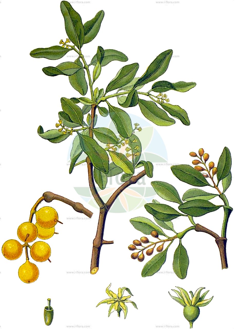 Loranthus europaeus - Loranthaceae,Plantae,Pteridobiotina,Angiosperms,Santalales,Loranthaceae,Loranthus,Loranthus europaeus,Hyphear europaeum, Loranthus dioicus, Viscum quernum,Europäische Riemenblume;Riemenblume;Eichenmistel;Riemenmistel;european yellow mistletoe;european loranth;yellow-berried mistletoe;summer mistletoe;gui du chêne;loranthe d'Europe;gui d'Europe;gui doré;lorantho;vischio quercino;ремнецветник европейский;ardıçburcu;evull;europska žuta imela;gązewnik europejski;navadno ohmelje;sárgafagyöngy;ochmet evropský;vasc de stejar;imelovec európsky;ремнецвітник європейський;чер имел;мел;λώρανθος ευρωπαίος