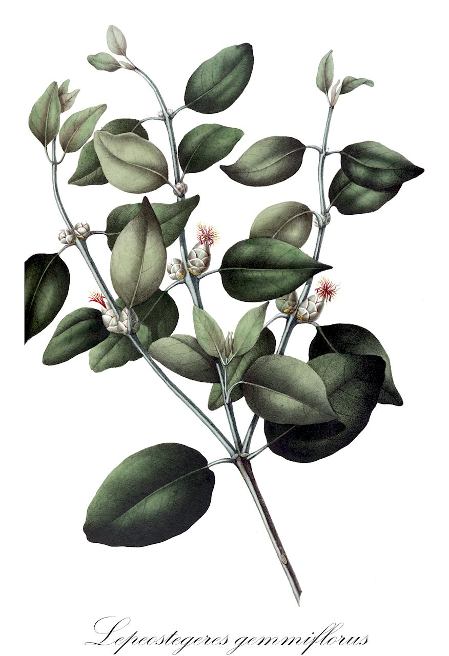 Lepeostegeres gemmiflorus - Loranthaceae,Plantae,Pteridobiotina,Angiosperms,Santalales,Loranthaceae,Lepeostegeres,Lepeostegeres gemmiflorus,Elytranthe gemmiflora, Loranthus gemmiflorus