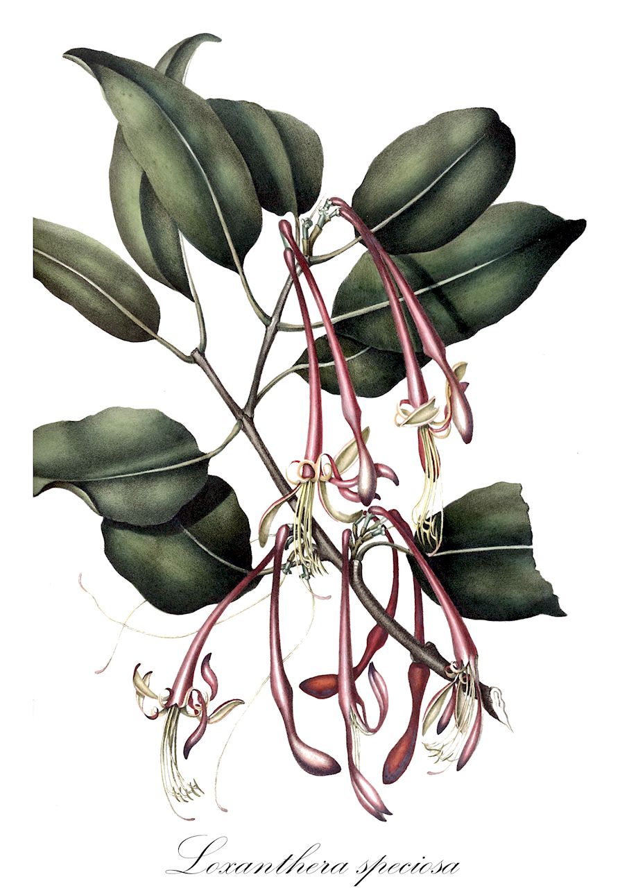Loxanthera speciosa - Loranthaceae,Plantae,Pteridobiotina,Angiosperms,Santalales,Loranthaceae,Loxanthera,Loxanthera speciosa,Loranthus loxa-beccarii, Loranthus loxantherus, Loxanthera beccarii, Loxanthera lampongus, Loxanthera loxanthera