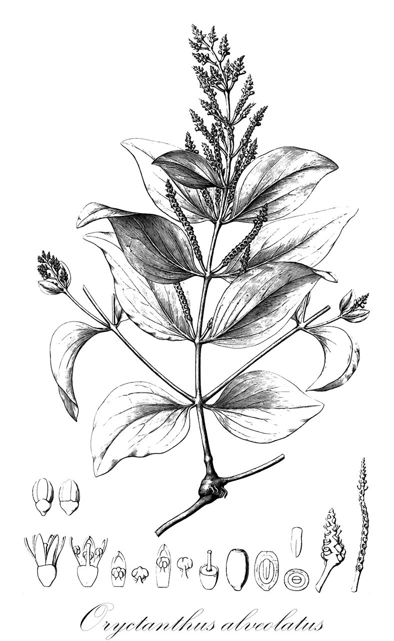 Oryctanthus alveolatus - Loranthaceae,Plantae,Pteridobiotina,Angiosperms,Santalales,Loranthaceae,Oryctanthus,Oryctanthus alveolatus,Loranthus alveolatus, Loranthus amplexicaulis, Loranthus rotundifolius, Oryctanthes ligustrina, Oryctanthus alveolatus var. alveolatus, Oryctanthus alveolatus var. amplexicaulis, Oryctanthus alveolatus var. kuijtii, Oryctanthus amazonicus, Oryctanthus amplexicaulis, Oryctanthus botryostachys, Oryctanthus laceratus, Oryctanthus ligustrinus, Phoradendron ligustrinum, Struthanthus alveolatus, Struthanthus amplexicaulis, Struthanthus rotundifolius, Viscum ligustrinum