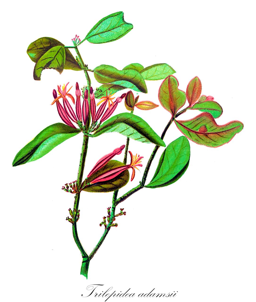 Trilepidea adamsii - Loranthaceae,Plantae,Pteridobiotina,Angiosperms,Santalales,Loranthaceae,Trilepidea,Trilepidea adamsii,Elytranthe adamsii, Elytranthe ralphii, Loranthus adamsii, Loranthus ralphii, Trilepidea ralphii