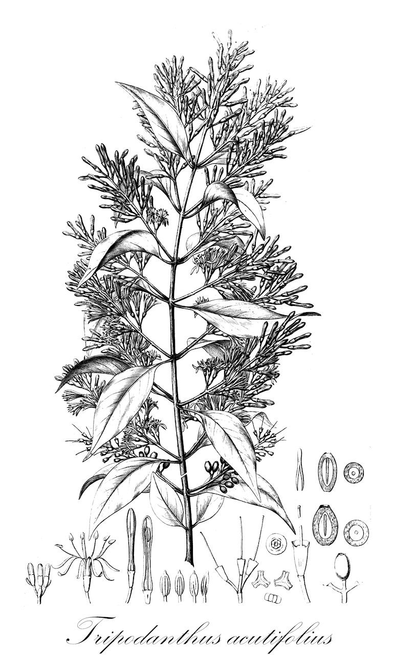 Tripodanthus acutifolius - Loranthaceae,Plantae,Pteridobiotina,Angiosperms,Santalales,Loranthaceae,Tripodanthus,Tripodanthus acutifolius,Gaiadendron eugenioides, Loranthus acutifolius, Loranthus alternatus, Loranthus eugenioides, Loranthus ligustrifolius, Loranthus ligustrinus, Loranthus multiflorus, Loranthus suaveolens, Notanthera ligustrifolius, Notanthera suaveolens, Phrygilanthus acutifolius, Phrygilanthus acutifolius subsp. eugenioides, Phrygilanthus bolivianus, Phrygilanthus cordifolius, Phrygilanthus eugenioides, Phrygilanthus ligustrinus, Phrygilanthus mapirensis, Phrygilanthus repens, Phrygilanthus suaveolens, Psittacanthus acutifolius, Struthanthus ligustrifolius, Struthanthus mapirensis, Struthanthus suaveolens, Tripodanthus eugenioides, Tripodanthus ligustrinus, Tripodanthus suaveolens