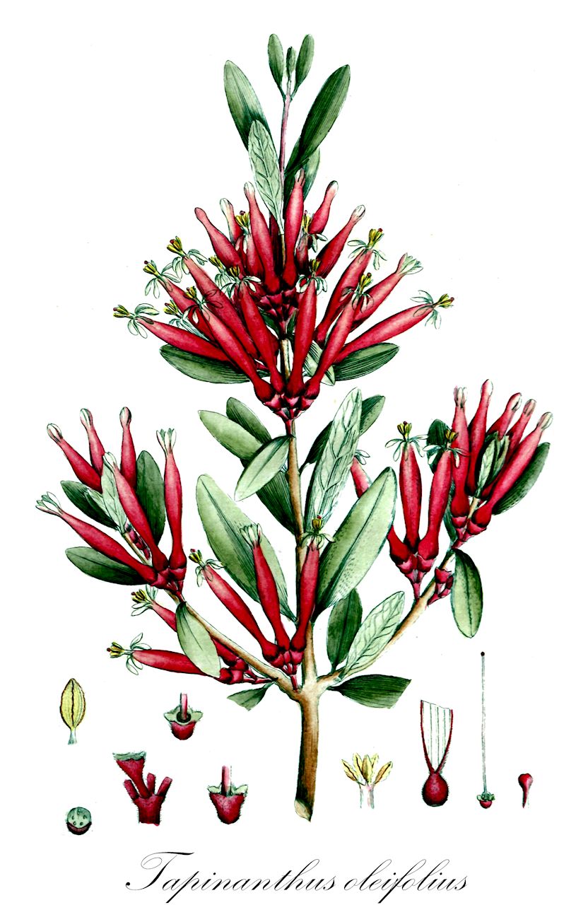 Tapinanthus oleifolius - Loranthaceae,Plantae,Pteridobiotina,Angiosperms,Santalales,Loranthaceae,Tapinanthus,Tapinanthus oleifolius,Chiridium speciosum, Lichtensteinia oleifolia, Lichtensteinia speciosa, Loranthus bumbensis, Loranthus lichtensteinii, Loranthus meyeri var. inachabensis, Loranthus namaquensis, Loranthus namaquensis var. ligustrifolius, Loranthus oleifolius, Loranthus oleifolius var. luteus, Loranthus quinquangulus, Loranthus quinquangulus var. pedicellatus, Loranthus zambesicus, Scurrula oleifolia, Tapinanthus namaquensis, Tapinanthus quinquangulus