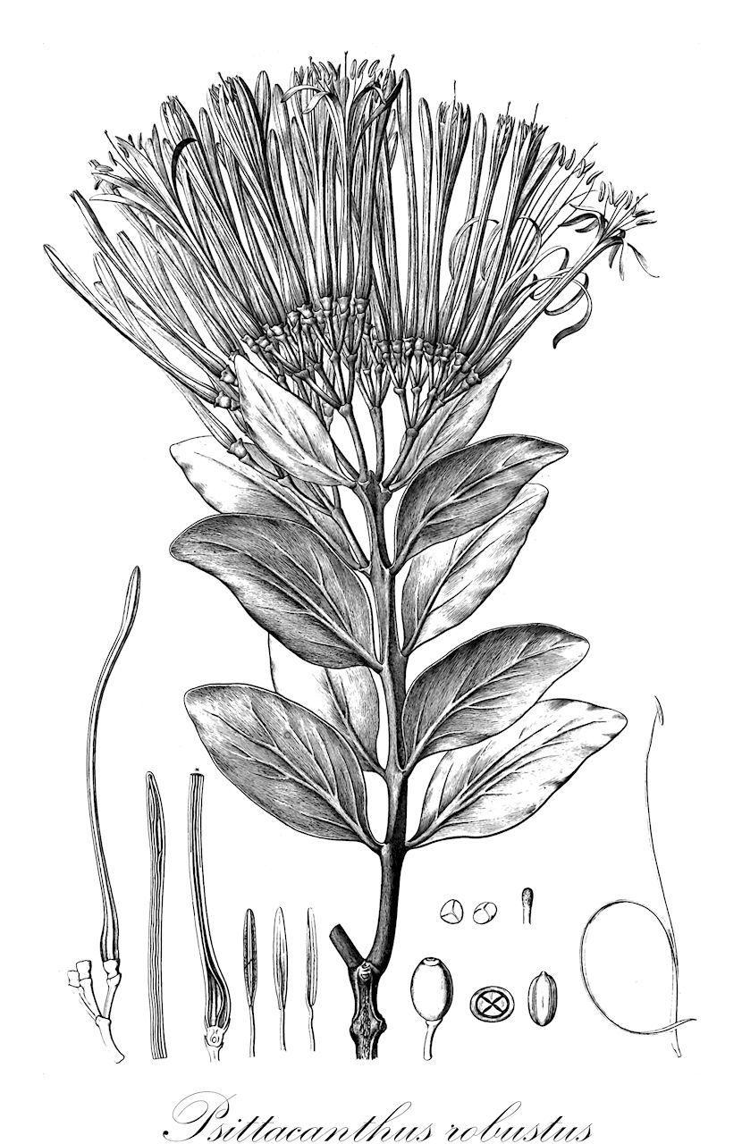 Psittacanthus robustus - Loranthaceae,Plantae,Pteridobiotina,Angiosperms,Santalales,Loranthaceae,Psittacanthus,Psittacanthus robustus,Loranthus chamissonis, Loranthus formosus, Loranthus jacquinii, Loranthus robustus, Loranthus speciosus, Phoenicanthemum speciosum, Psittacanthus decipiens, Psittacanthus formosus, Psittacanthus intermedius, Psittacanthus speciosus, Psittacanthus stenanthus
