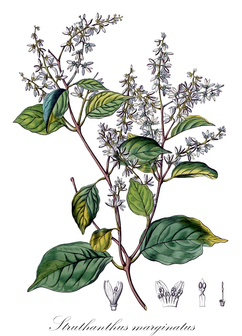 Struthanthus marginatus - Loranthaceae,Plantae,Pteridobiotina,Angiosperms,Santalales,Loranthaceae,Struthanthus,Struthanthus marginatus,Eichlerina vulgaris, Loranthus avium, Loranthus marginatus, Loranthus vulgaris, Struthanthus vulgaris