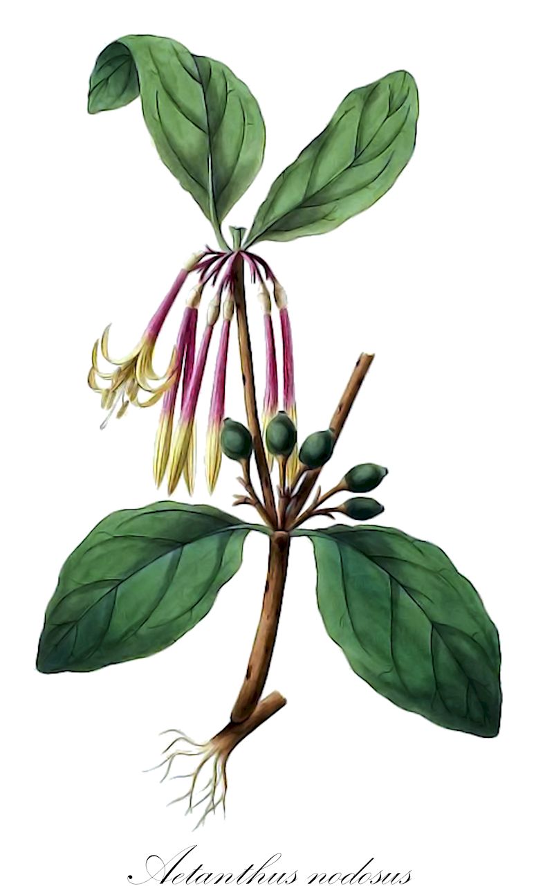 Aetanthus nodosus - Loranthaceae,Plantae,Pteridobiotina,Angiosperms,Santalales,Loranthaceae,Aetanthus,Aetanthus nodosus,Desrousseauxia nodosa, Etubila dichotoma, Loranthus dichotomus, Loranthus nodosus, Psittacanthus dichotomus, Psittacanthus nodosus