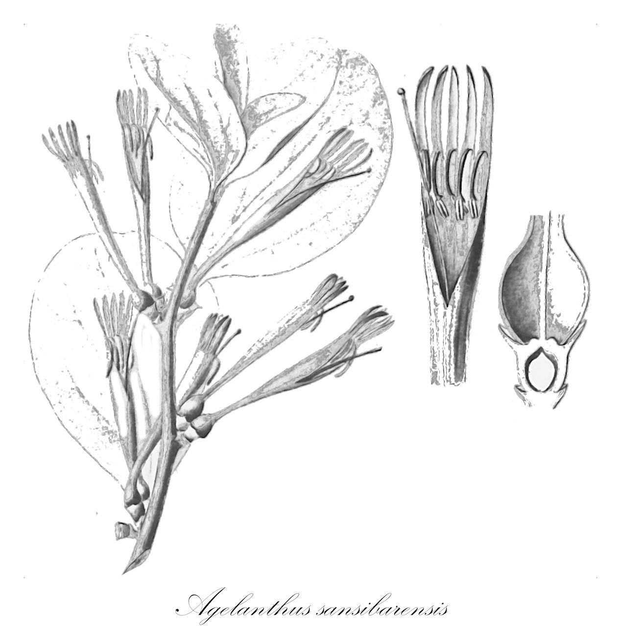 Agelanthus sansibarensis - Loranthaceae,Loranthus crassissimus, Loranthus sadebeckii, Loranthus sansibarensis, Loranthus tricolor, Loranthus viridizonatus, Loranthus volkensii, Odontella volkensii, Tapinanthus sansibarensis, Tapinanthus tricolor,Plantae,Pteridobiotina,Angiosperms,Santalales,Loranthaceae,Agelanthus,Agelanthus sansibarensis