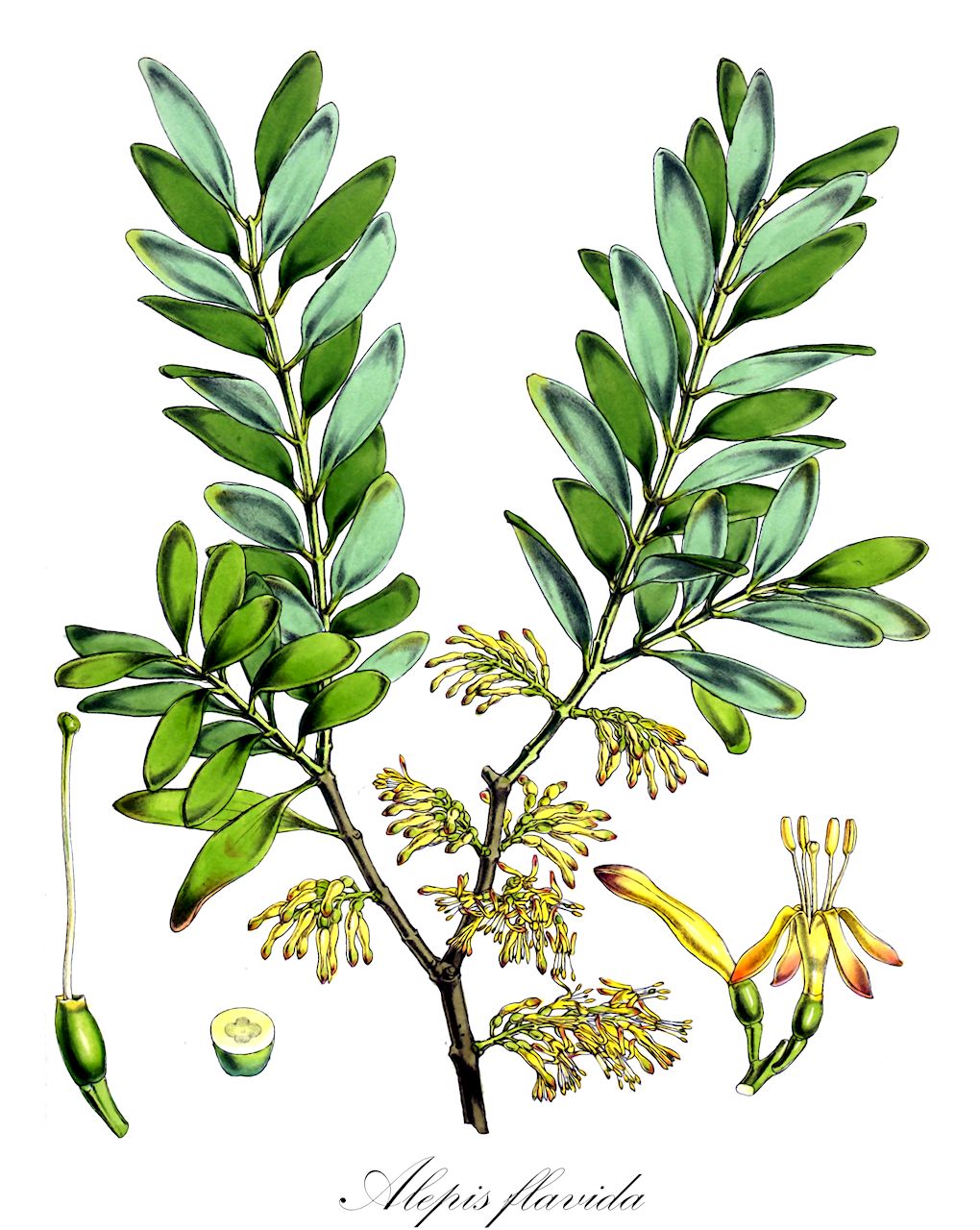 Alepis flavida - Loranthaceae,Plantae,Pteridobiotina,Angiosperms,Santalales,Loranthaceae,Alepis,Alepis flavida,Alepis polychroa, Elytranthe flavida, Elytranthe polychroa, Loranthus flavidus, Loranthus polychroa