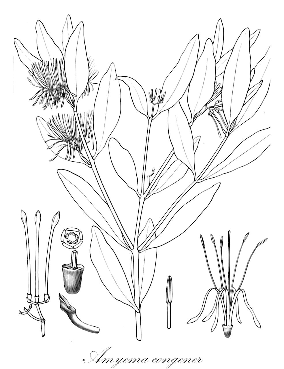 Amyema congener - Loranthaceae,Plantae,Pteridobiotina,Angiosperms,Santalales,Loranthaceae,Amyema,Amyema congener,Amyema congener subsp. rotundifolium, Dendrophthoe congener, Loranthus congener