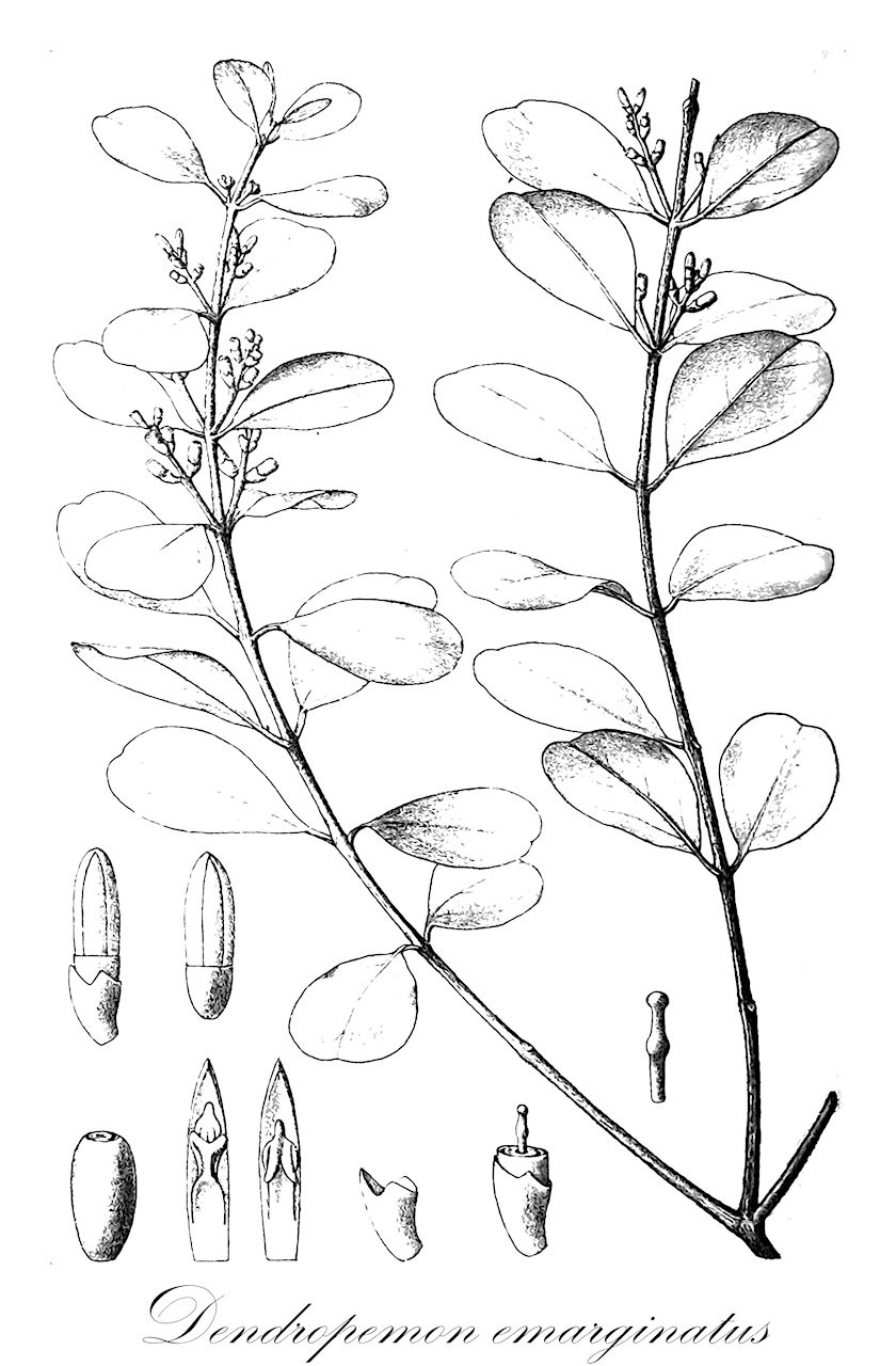 Dendropemon emarginatus - Loranthaceae,Plantae,Pteridobiotina,Angiosperms,Santalales,Loranthaceae,Dendropemon,Dendropemon emarginatus,Dendropemon barahonensis, Dendropemon haitiensis, Loranthus emarginatus, Phthirusa emarginata, Septimetula emarginata, Struthanthus emarginatus