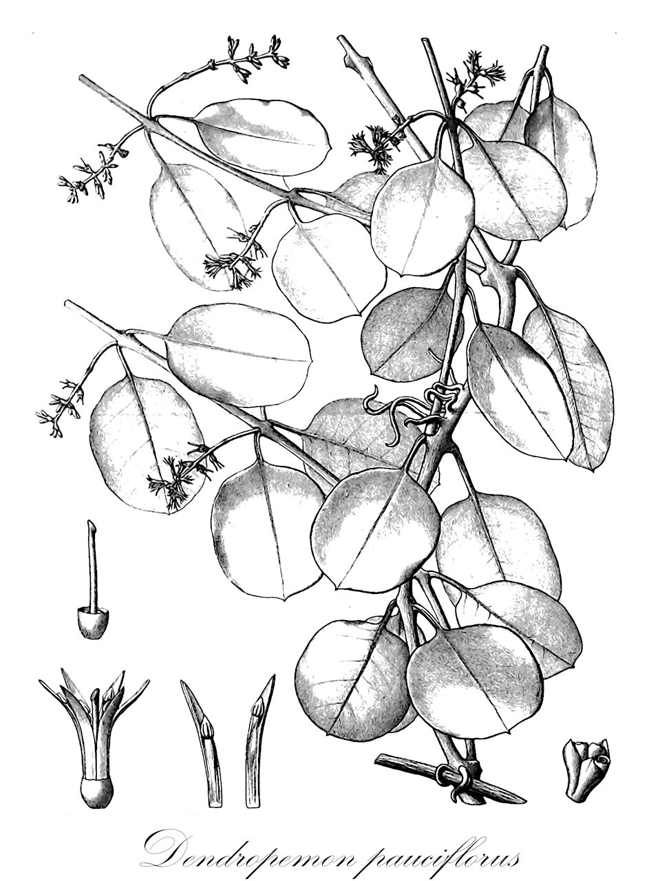 Dendropemon pauciflorus - Loranthaceae,Plantae,Pteridobiotina,Angiosperms,Santalales,Loranthaceae,Dendropemon,Dendropemon pauciflorus,Dendropemon harrisii, Dendropemon montanus, Lipotactes pauciflora, Loranthus pauciflorus, Phthirusa harrisii, Phthirusa pauciflora, Struthanthus pauciflorus