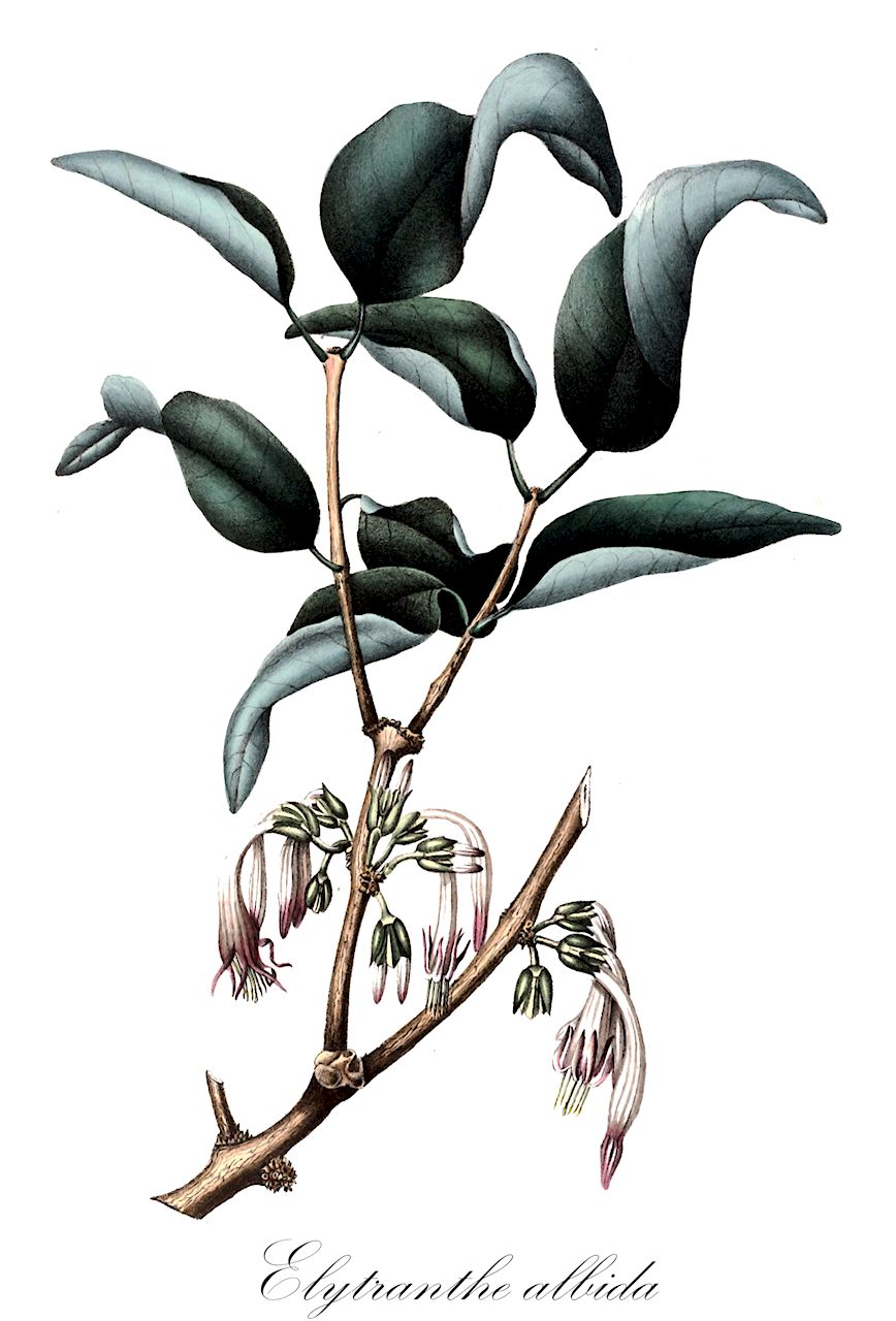 Elytranthe albida - Loranthaceae,Plantae,Pteridobiotina,Angiosperms,Santalales,Loranthaceae,Elytranthe,Elytranthe albida,Elytranthe henryi, Elytranthe leucosiphon, Loranthus albidus, Loranthus collettii, Loranthus leucosiphon
